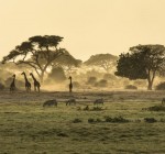 Silhouette di giraffe